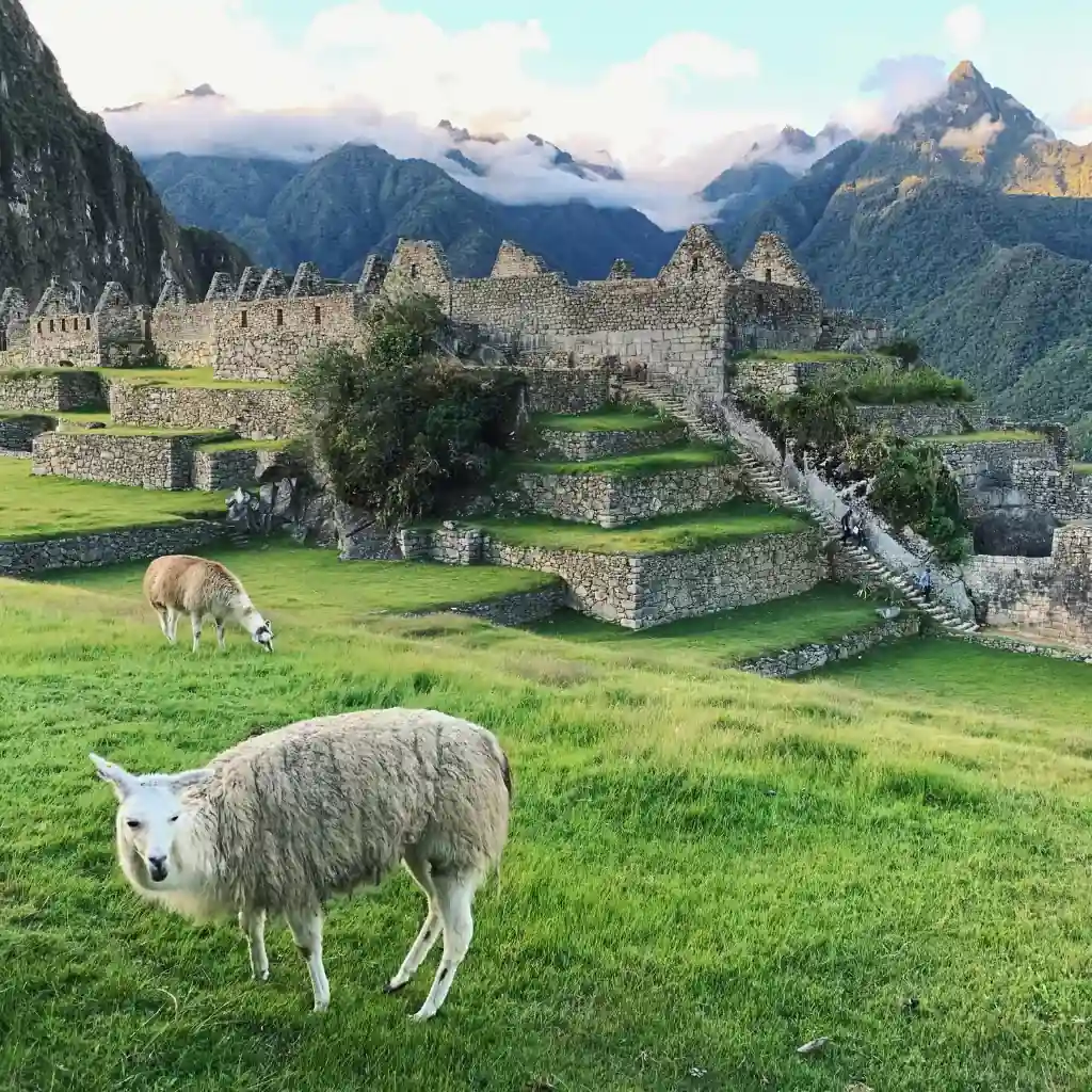 Vista de Machu Picchu con llamas pastando en primer plano y montañas al fondo.