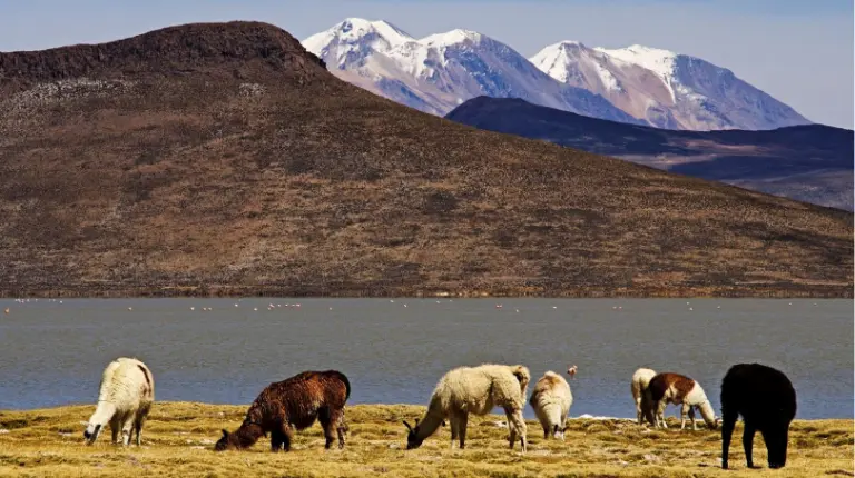 Paisaje natural de la Reserva con vicuñas pastando